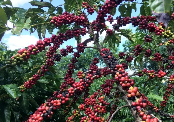 Conab projeta safra recorde de café em 2026, com alta de 17,1%