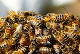 Idoso morre após ataque de abelhas em município de Alagoas