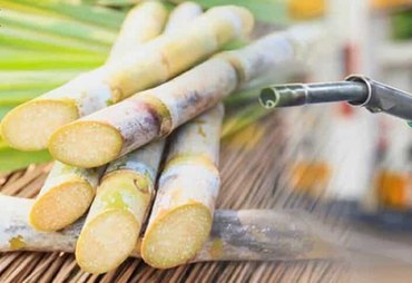 Entressafra da cana reduz oferta e dá espaço ao etanol de milho