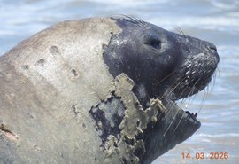 Alurb alerta para distância de elefante-marinho em Maceió