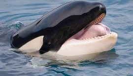 Canibalismo entre Orcas? Pesquisadores investigam ataques entre animais