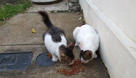 Alimentar gatos em condomínio gera condenação e indenização no DF