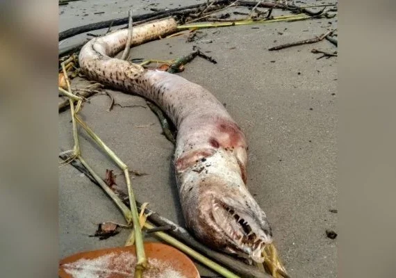 “Monstro marinho” é encontrado em praia de São Paulo; veja fotos