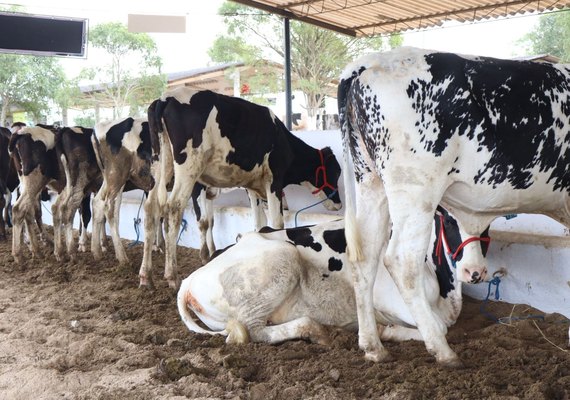 Conhecimento técnico marca programação da 42ª Expo Bacia Leiteira