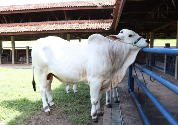 Varrela Produção aposta em docilidade para aumentar qualidade do gado