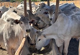 MDA financia transferência de embriões na agricultura familiar