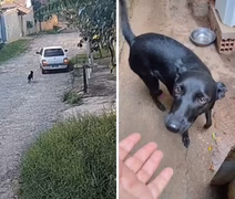 VÍDEO: Cachorrinha corre ao redor de carro após ser abandonada em Campinas