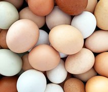 Manual da Embrapa fortalece inclusão de produtores familiares na cadeia de ovos