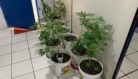 Em Maceió, homem é preso com plantação de maconha no quintal