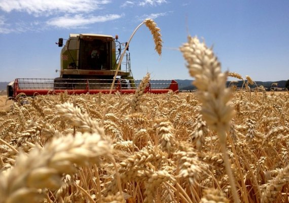 Seguro rural é peça-chave para expansão do trigo no Brasil diante do clima e do mercado