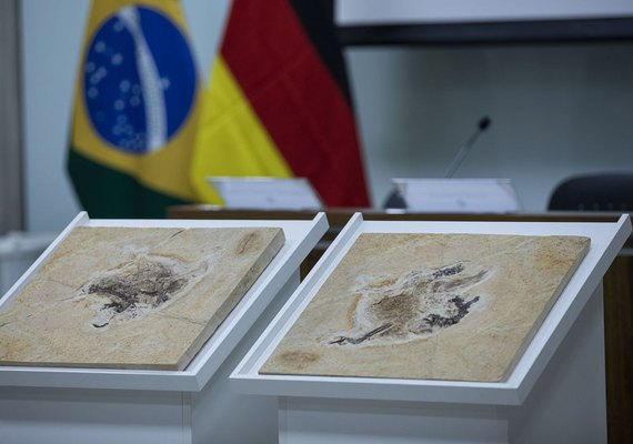 Dinossauros brasileiros retirados ilegalmente podem voltar ao país