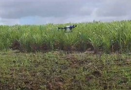 Usina Santo Antônio, em Alagoas, utiliza drones na aplicação de defensivos nas áreas de encosta