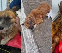 Cachorro é enterrado vivo no RS com bloco de concreto e não resiste
