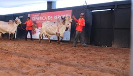 Animais do 4º Genética de Berço estão prontos para atender pecuária leiteira