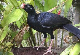 Mutum-de-Alagoas volta ao seu bioma de origem graças ao agronegócio canavieiro