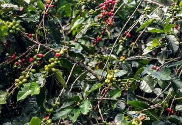 Café recua com pressão da safra recorde no Brasil