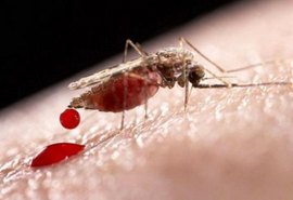 Confirmado: Alagoas tem mosquito transmissor da malária