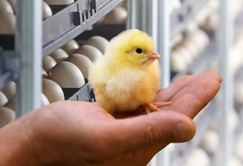 Interação humana melhora bem-estar de pintinhos, aponta estudo