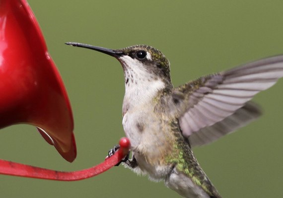 Beija-flores consomem álcool presente naturalmente no néctar, revela estudo