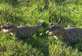 Jacaré é encontrado em terreno próximo a residências em Palmeira dos Índios