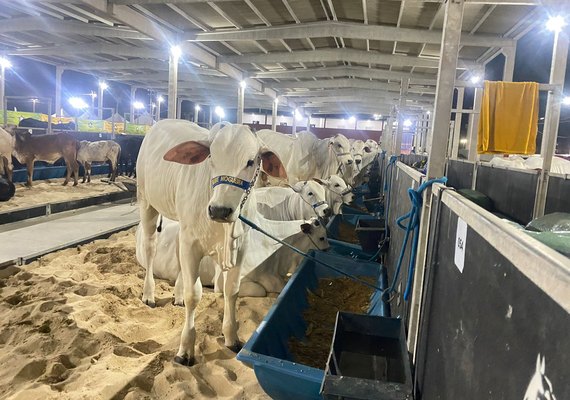 Expoalagoas Genética tem início no Parque da Pecuária com foco em produtividade