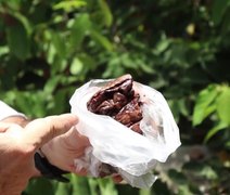 Conheça o 'Rabo-de-Bugio', a planta por trás da valiosa própolis vermelha em Alagoas