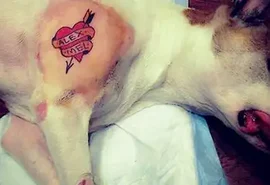 Governo sanciona lei que proíbe tatuagens e piercings em cães e gatos