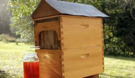 Flow Hive revoluciona apicultura com coleta de mel sem estresse