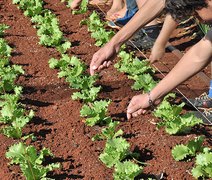 Semarh, Secria e IMA planejam cultivo de hortas e educação ambiental nas creches Cria