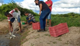 Piscicultores recebem apoio técnico para acompanhar criação de Tilápias em Delmiro