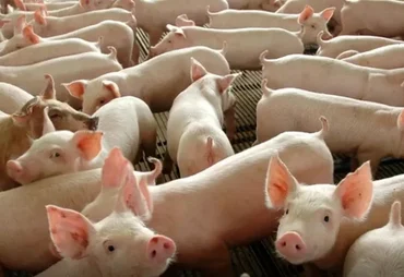 Criação de suínos salta 22% em Alagoas e lidera ranking de crescimento