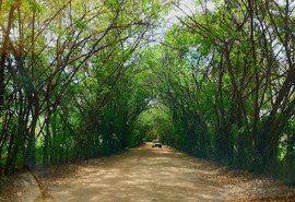 Túnel Verde é lindo atrativo turístico de Porto de Pedras