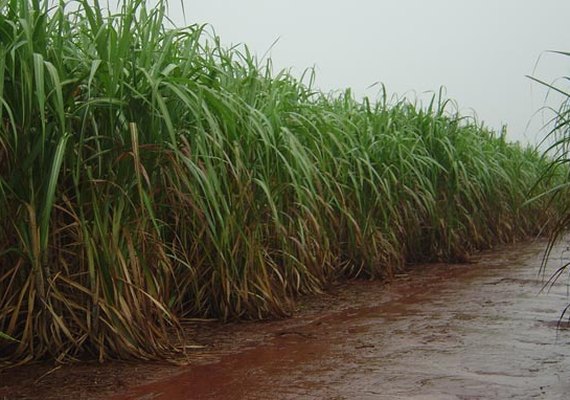 Chuva não é suficiente para recuperar setor da cana