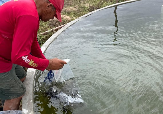 Governo de Alagoas distribui 270 mil alevinos e beneficia mais de 500 famílias em 13 municípios