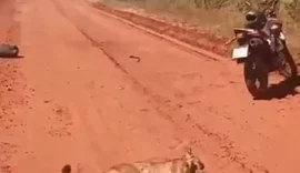 Onça-parda morre após saltar contra motociclista em rodovia