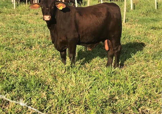 Melhoramento genético é aposta para aumento na produtividade bovina