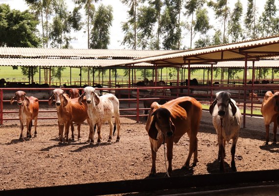 Catálogo do 5º Leilão Genética de Berço já está disponível