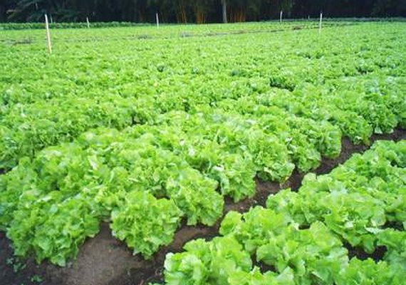 Sebrae-AL apresenta resultados desenvolvidos no Programa Agronordeste