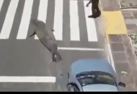 Elefante-marinho surpreende banhistas e turistas ao se abrigar do sol em praia do litoral brasileiro