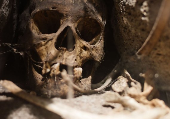 Nova análise confirma que 'il Principe' foi vítima de ataque de urso