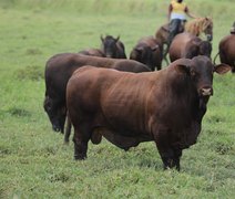 Santa Gertrudis da Fazenda Mangabeira assegura versatilidade e alto desempenho no cruzamento industrial