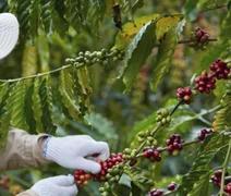 Cooperativa lança primeiro café industrializado com produção de baixo carbono