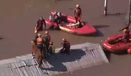 Cavalo ilhado em Canoas é resgatado; veja vídeo