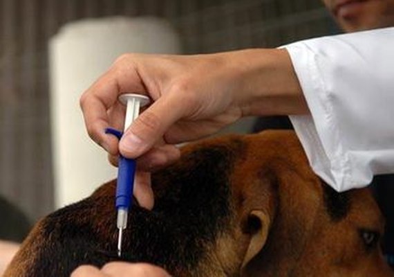 SMS realiza chipagem de animais do Pinheiro, Mutange e Bebedouro