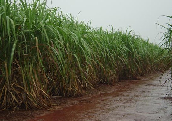 Chuvas na região canavieira de Alagoas diminuíram