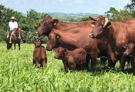 4º Leilão Fazenda Mangabeira oferta seleção genética Santa Gertrudis e aposta em 35 lotes