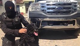 Heróis de quatro patas e suas contribuições à Polícia Militar de Alagoas