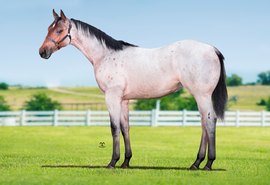 Leilão oferta genética padrão Vale Rico de qualidade