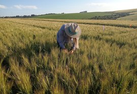 Trigo com manejo biológico é mais saudável para o consumidor e econômico para o agricultor
