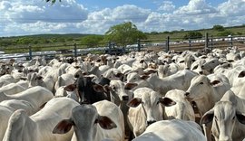 Setor rural alagoano movimenta cerca de R$ 1 bilhão com BNB em 2025